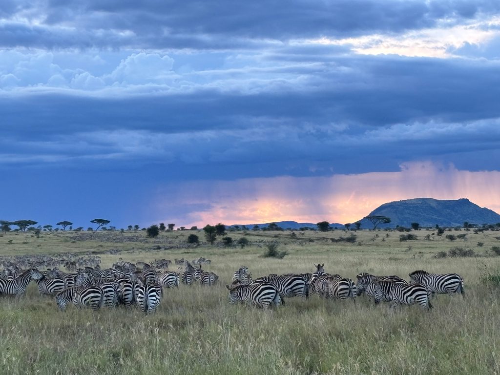 Tanzania wildlife safari zebras